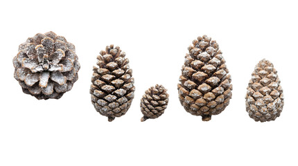 Assorted Natural Pinecones Isolated on White Background.

