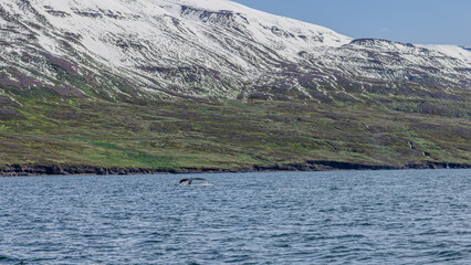 Walbeobachtung Dalvik in Nordisland, Europa