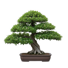 Carefully manicured bonsai tree in pot