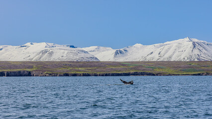Walbeobachtung Dalvik in Nordisland, Europa