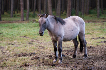 Fototapeta premium A Polish horse grazing in a forest in a herd. Selective focus.