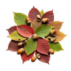Autumnal arrangement of leaves and acorns