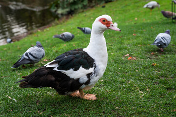 Cairina moschata in a park on the grass, selective focus.