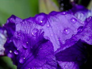 close-up of a purple iris leaf with dewdrops