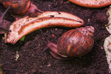 A large snail with a brown shell near a part of a banana. © lapis2380