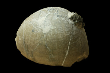 Sea Urchin Fossil Echinocorys conica from H&ouml;ver in Germany, Upper Cretaceous
