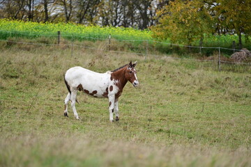 Fototapeta premium Bunt gescheckter Muli auf der Koppel