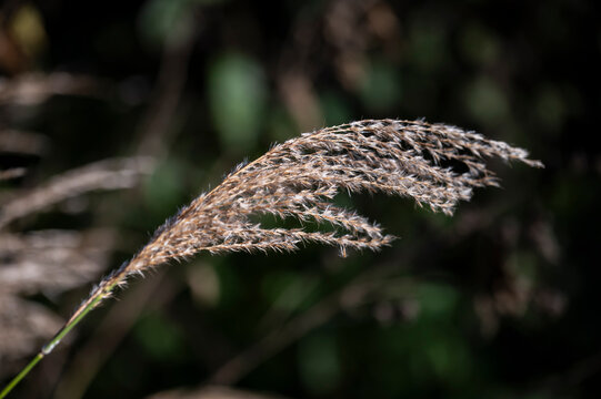 Miscanthus sinensis in the garden in autumn. Beautiful ornamental grass, selective focus.