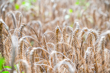 A field of grain waiting to be harvested during summer.