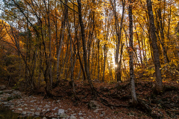 Fototapeta premium Autumn forest golden leaves sunset rays illuminate serene riverbed landscape