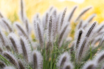 Pennisetum alopecuroides blooming in autumn in the garden, selective focus.