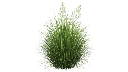 Ornamental grass isolated PNG on transparent background, green decorative plant for landscaping and garden design, realistic tuft