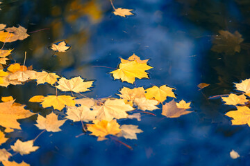 Golden maple leaves on the reflecting blue water of a pond in an autumn park, natural background or nature wallpaper