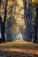 Golden autumn path in the morning park surrounded by trees and fallen leaves, wallpaper or background