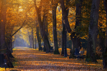 Golden autumn path in the morning park surrounded by trees and fallen leaves, wallpaper or background
