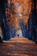 Golden autumn path in the morning park surrounded by trees and fallen leaves, wallpaper or background