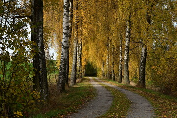 Fototapeta premium Wunderschöner Weg durch herbstlich gefärbte Birkenallee