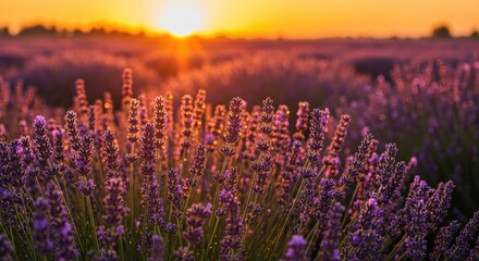lavender field at sunrise