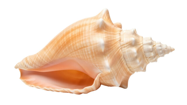 Isolated Seashell, Gastropod, Spiral Shape of Nature from the Marine World. Natural, Simple