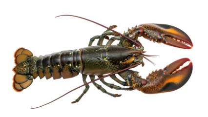 Isolated American lobster, a large marine crustacean with powerful claws and antenna