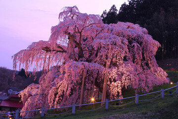 三春町　滝桜のライトアップ
