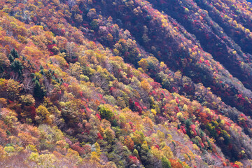 奥日光　半月山峠から見た紅葉