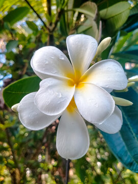A close-up view of a beautiful white plumeria blossom adorned with tiny water droplets, showcasing its vibrant yellow core against a blurred green background