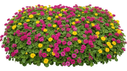 Isolated flowering lantana cultivar featuring clusters of pink and yellow blooms, plant specimen © Ciara