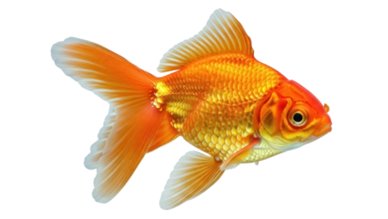 Isolated Goldfish Swimming Freely with Flowing Fins for Aquatic Pets and Underwater Wonders