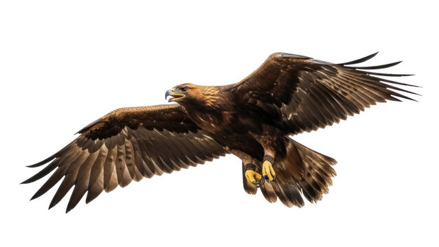 Isolated eagle soaring with wings spread looking down in sky, bird of prey, falconry, wild animal