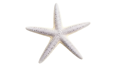 Isolated, elegant starfish with rough texture and light coloring casting soft shadow on ground