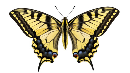 Isolated Yellow Tiger Swallowtail Butterfly with Open Wings Displaying Intricate Markings Close-up © Paula