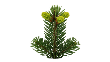 Isolated Spruce Branch with Young Cones, Springtime Forest Beauty for Decoration and Design