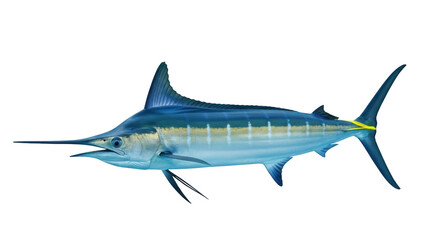Isolated, majestic Marlin fish, oceanic wildlife species swimming alone in blue water area