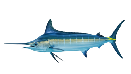 Isolated, majestic Marlin fish, oceanic wildlife species swimming alone in blue water area