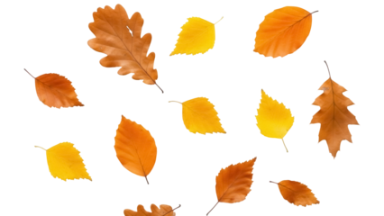 Isolated Autumn Leaves Overhead Composition, Season Change, Colorful Fallen Oak and Birch Leaves