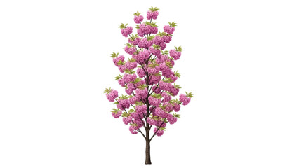 Isolated flowering cherry tree with pink flowers and green leaves, springtime flowering