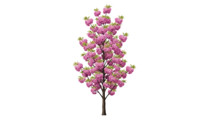Isolated flowering cherry tree with pink flowers and green leaves, springtime flowering