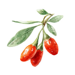Goji Berry watercolor vector, hand-painted style, high-quality illustration isolated on white background. © Cooper