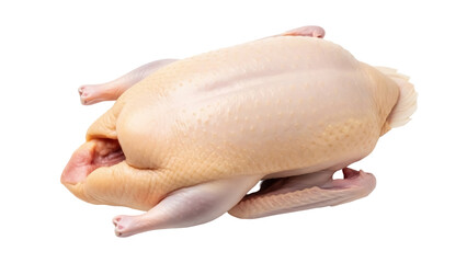 Isolated whole raw duck bird ready for cooking preparation fresh food meal fowl poultry