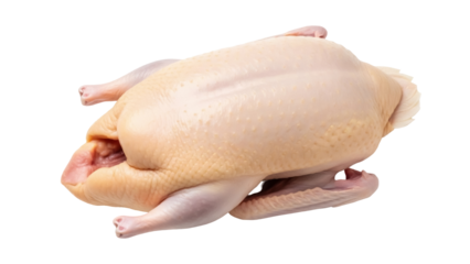 Isolated whole raw duck bird ready for cooking preparation fresh food meal fowl poultry