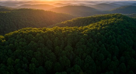 Aerial view of a vast forest covering rolling mountains bathed in golden light at sunset or sunrise