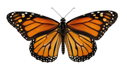 Isolated monarch butterfly with orange and black wings, a stunning winged insect nature shot © Paula