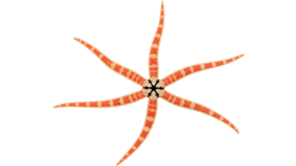 Isolated Brittle Star with Stripes, marine life starfish, an Echinodermata animal