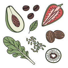 Healthy Raw Food Ingredients Collection  Minimal V (10) Vector Illustration