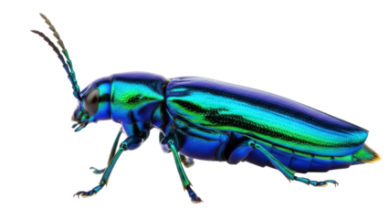 Isolated Jewel Beetle, colorful insect with iridescent exoskeleton and segmented antennae