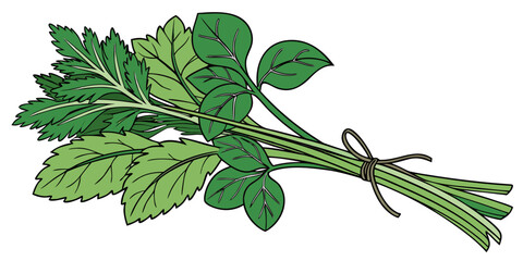 Fresh Herbs And Greens Bundle  Minimal Vector  Whi (10) Vector Illustration