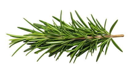 Fototapeta premium Isolated sprig of fresh aromatic rosemary, a culinary herb for flavoring dishes, spices