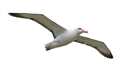 Isolated albatross soars gracefully, its magnificent wings extended widely against neutral space