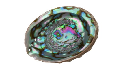 Isolated iridescent abalone seashell with a rough, textured surface and bright colors